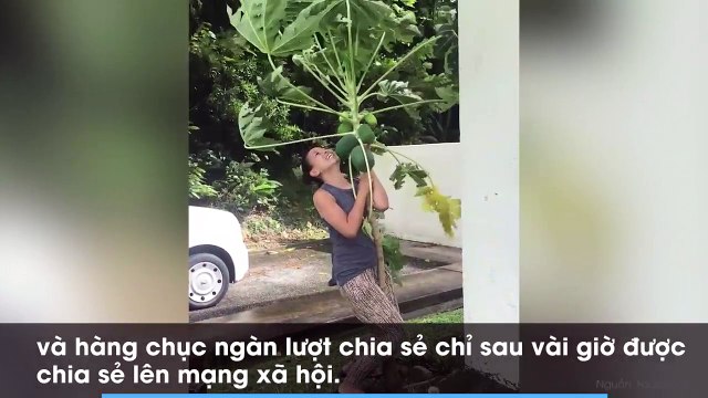 Giữa bão lớn, người phụ nữ liều mành ôm cây đu đủ và cái kết đầy bất ngờ