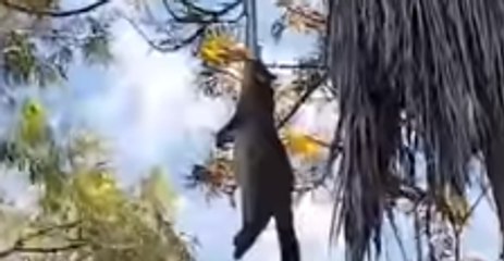 Python Struggles to Yank Heavy Possum Into Brisbane Backyard Tree