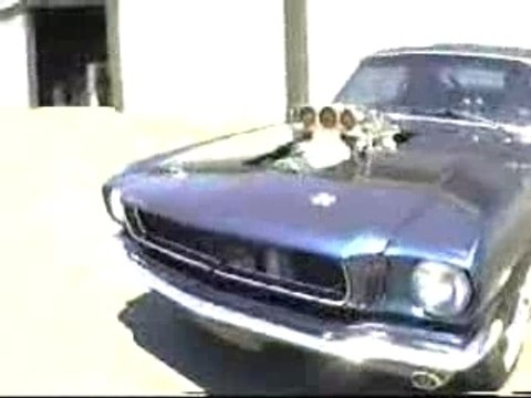 Mustang blower supercharged burnout
