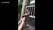 Monkeys try to snatch tourist's phone at zoo in China
