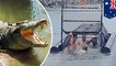 'Idiots of the century' swim into baited crocodile trap