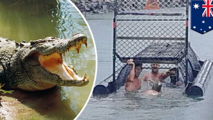 'Idiots of the century' swim into baited crocodile trap
