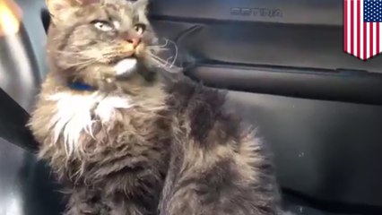 Police save cat during California wildfires