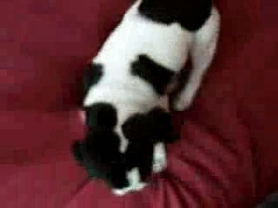 Casko