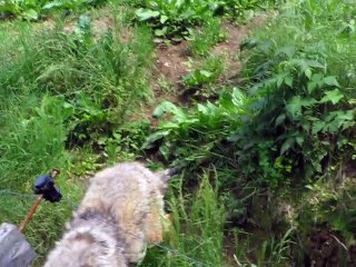 Parc Omega-Loups (1)
