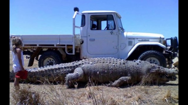 Les plus gros animaux du monde. Dingue...