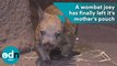 A wombat joey has finally left it's mother's pouch