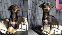 Photo of cute rescue dog's smile goes viral