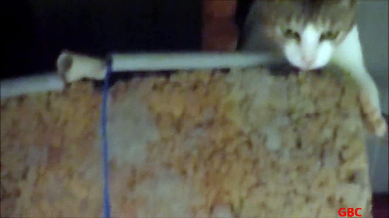 Ninja cat climbing down wall