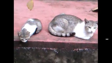 Cute kittens big meows