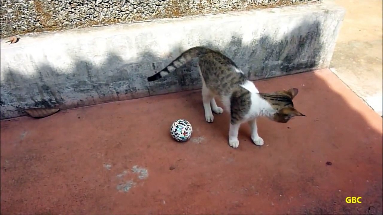Teaching kitten soccer