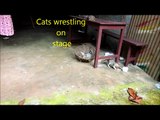 Three Little Kittens Jumping and Playing in a Basket