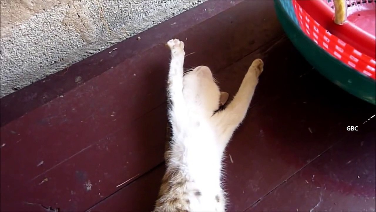 Cat sleeping with both hands up