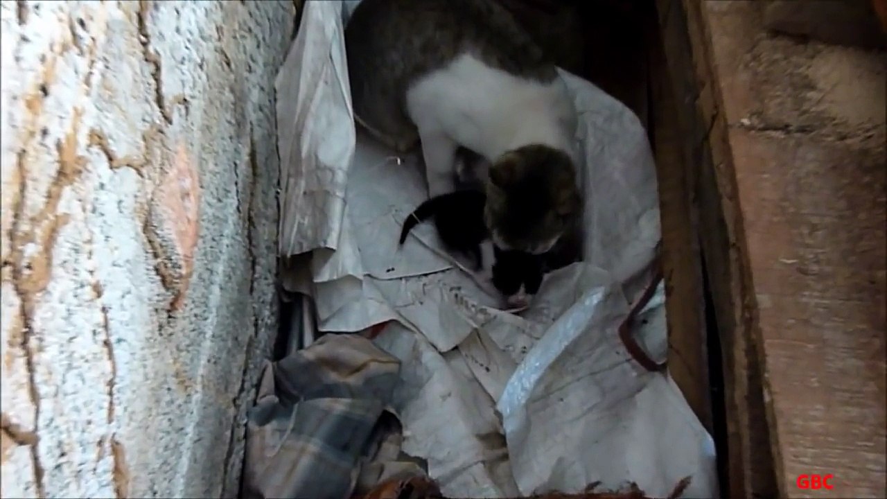 Mama cat feeds adopted kittens