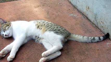 Cat's sleep disturbed by ants