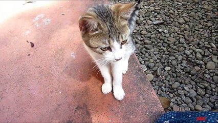 Kitty cat smells meat somewhere