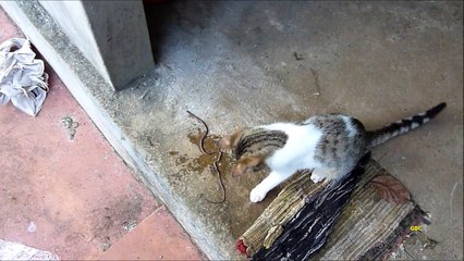 Kitty cat found a 'weird creature'