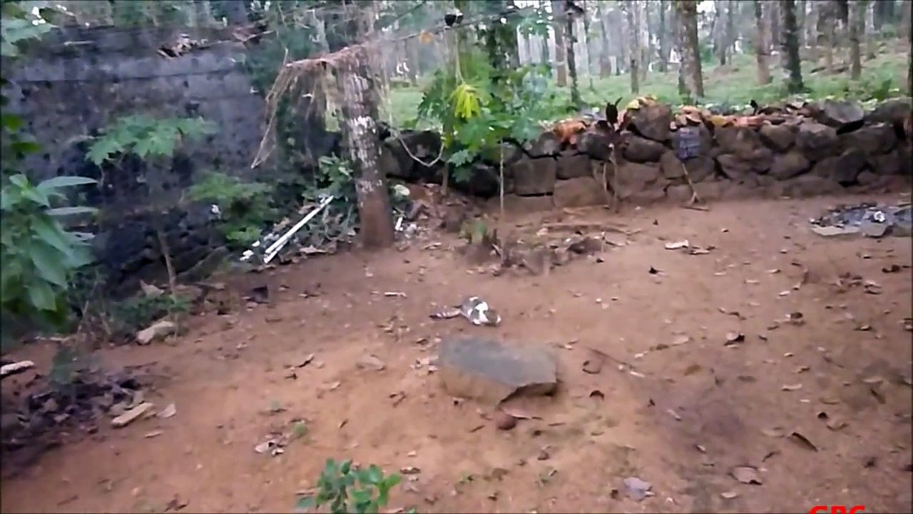 Kittens enjoyment time !