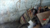 Cat brings two kittens back home