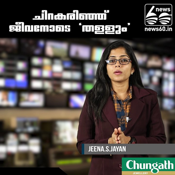 The Cruel Reality of the Global Shark Fin Trade  pets and animals