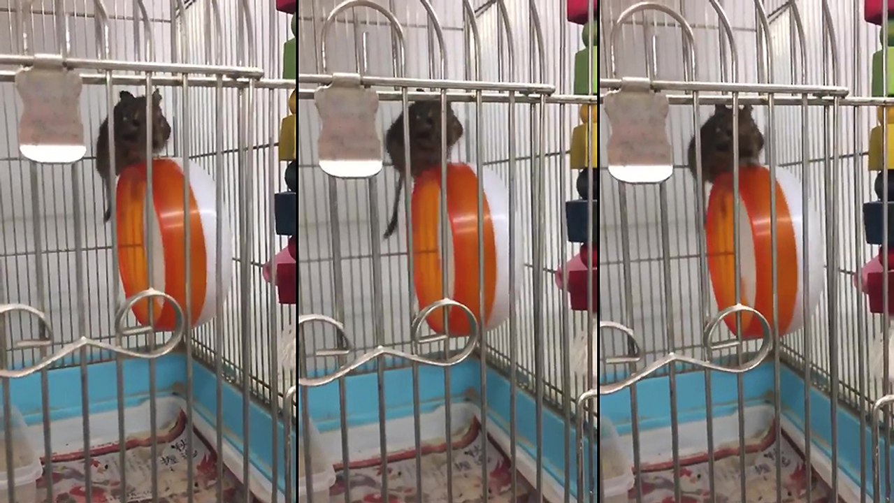 Une souris qui fait de la roue