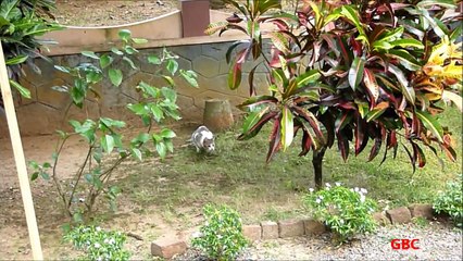 Ninja kitten plays with quick movements !
