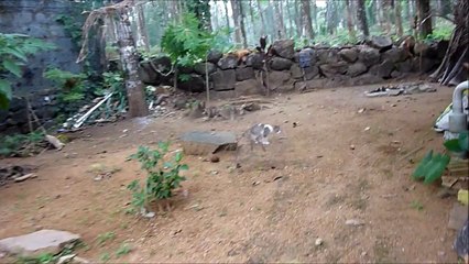 Ninja kittens play like this !