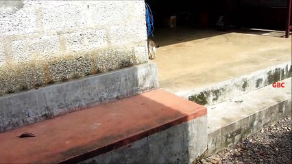 Cat adopted big cat and feeds him