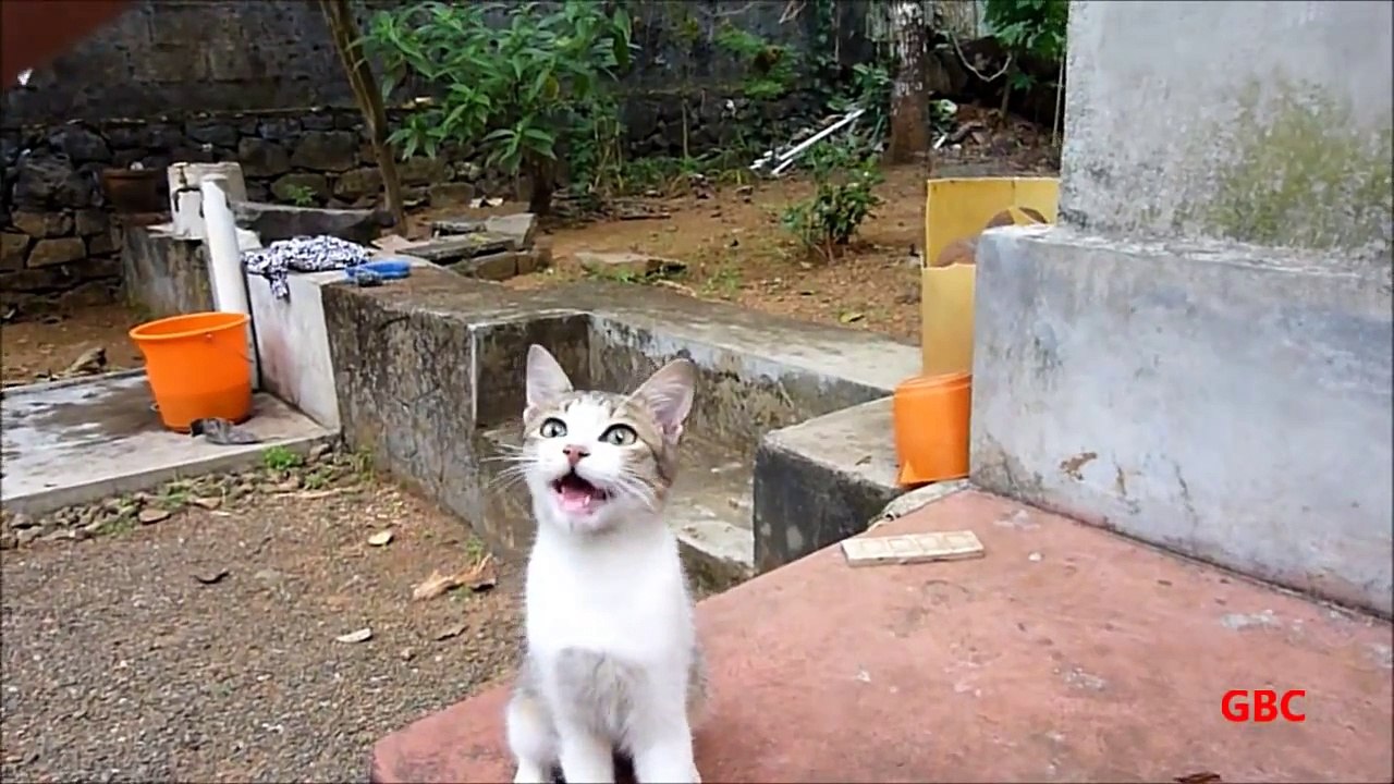 Kitty cat fights for meat
