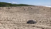 Mexican police officer stands guard over nesting sea turtles