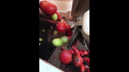 Racist Tomato Sorting Machine