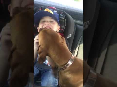 Friendly Dog Licks Toddler