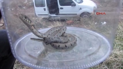 Afyonkarahisar İnşaatta Bulduğu Yavru Yılanı Doğaya Bıraktı