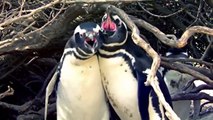 Toàn cảnh trận đánh ghen đẫm máu và đầy bi kịch của chú chim cánh cụt chung tình