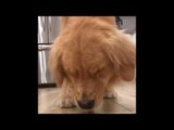 Louie the Golden Retriever Loves to Have Fun
