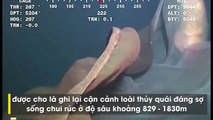 Camera thăm dò bất ngờ phát hiện thủy quái khổng lồ ẩn nấp dưới dàn khoan