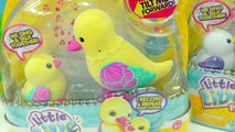 Little Live Pets Duck Mom & Baby - Unboxing 2 Chocolate Surprise Eggs   Shopkins Blind Bag