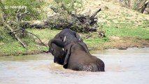Elephants have a splash fight in the Kruger
