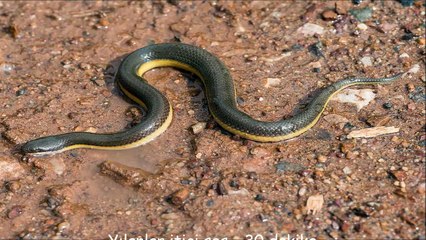 Yılanlar itici ses - 30 dakika