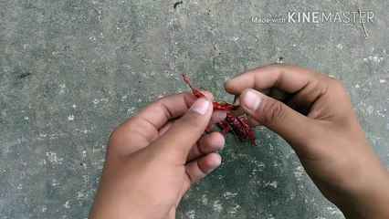 घर के मिर्च से मिर्च उगाये । How to grow chillie plant from seeds with update.