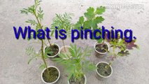फूलो के पौधों पर पाए सैकड़ो फूल । what is pinching.how to take thousand flowers on ur flowering plant.