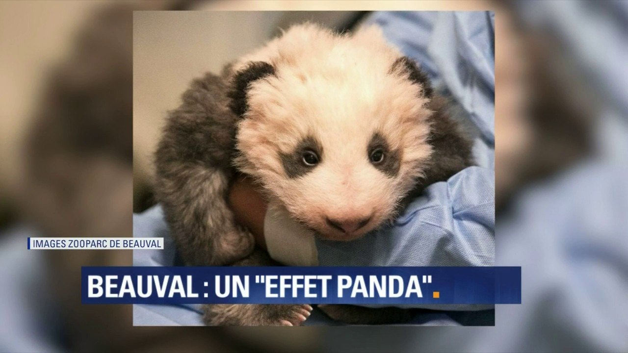 "Une grosse peluche en vivant." Mais au fait, comment va le mini panda de Beauval ?