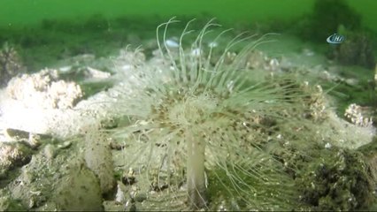 Kocaeli Körfezi'ni Kirletenlere 14,5 Milyon TL'lik Ceza