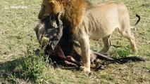 Close-up of lion carrying buffalo carcass
