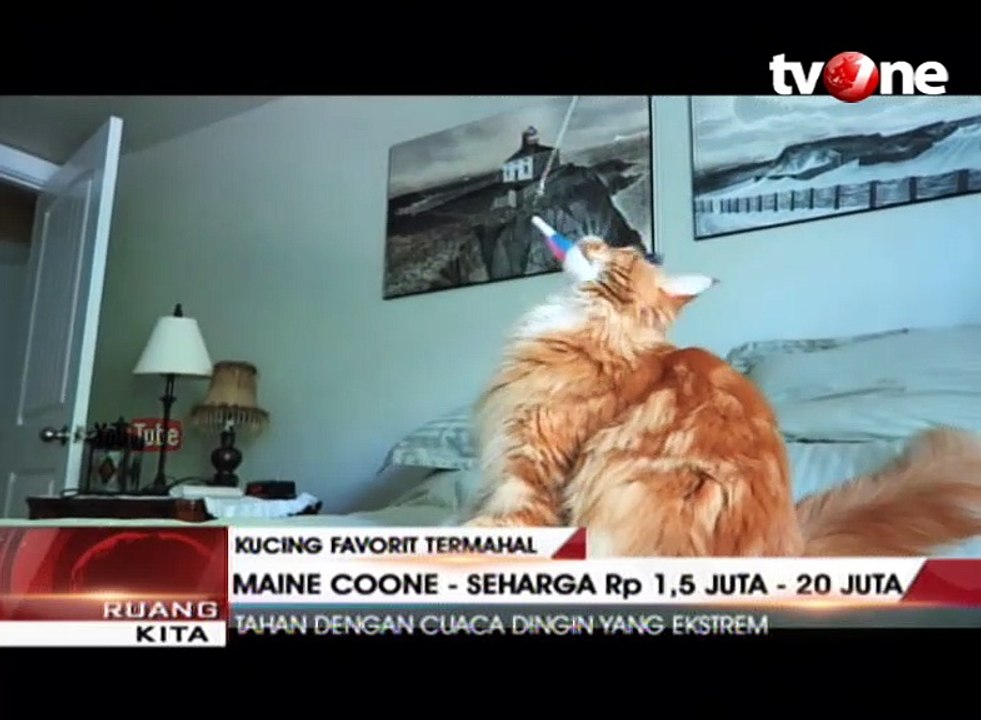 Kucing Ini Harganya Mencapai 1 Miliar Rupiah