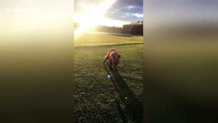 Cheeky fox steals golfer's ball from tee