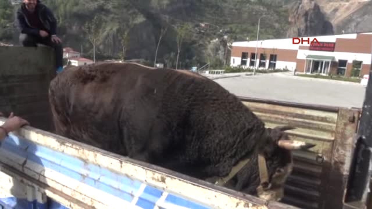 Artvin'in Şampiyon Boğaları Yola Çıkarıldı
