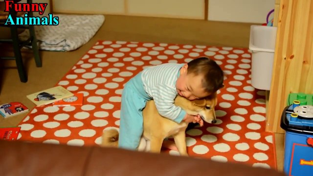 Cute Shiba Inu and Cute Baby Laughing Every Day - Dog and Baby Videos
