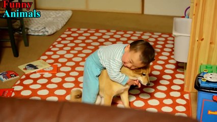Cute Shiba Inu and Cute Baby Laughing Every Day - Dog and Baby Videos