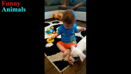 Dogo Argentino Dog Loving And Protecting Baby Compilation - Dog Loves Baby videos